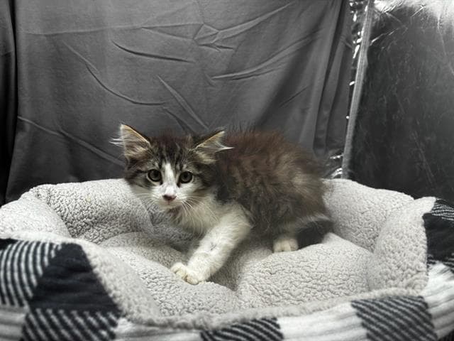 Unknown - Domestic Medium Hair