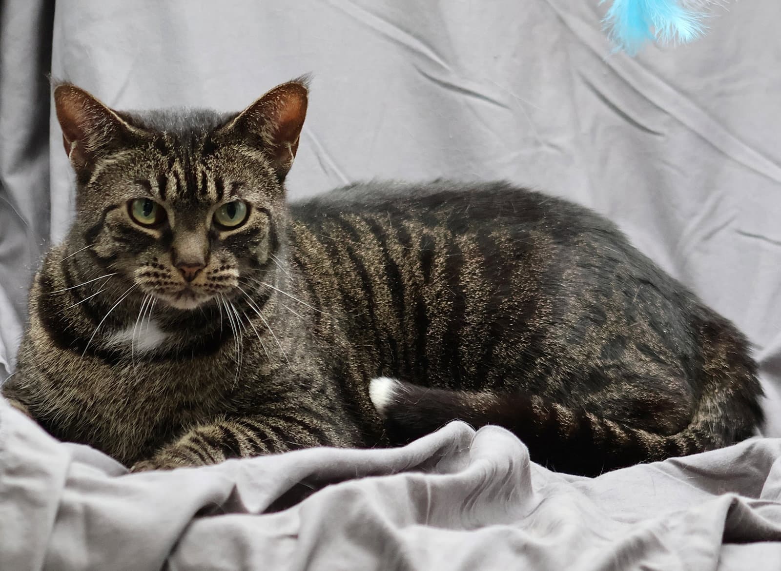 Giselle - Domestic Short Hair