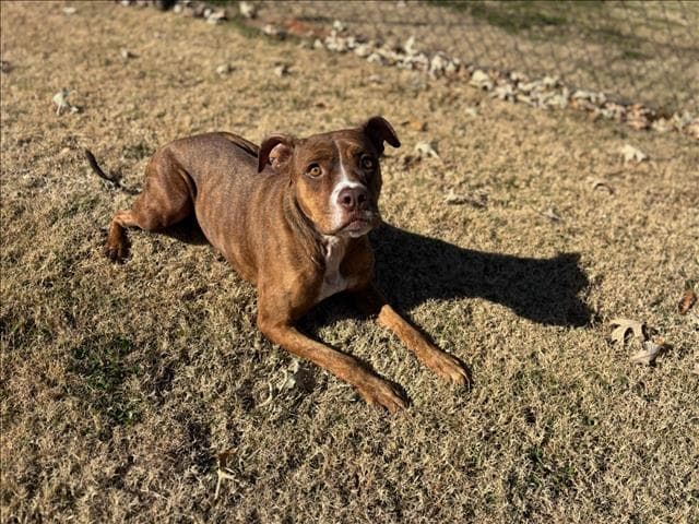 Sophie - Boxer