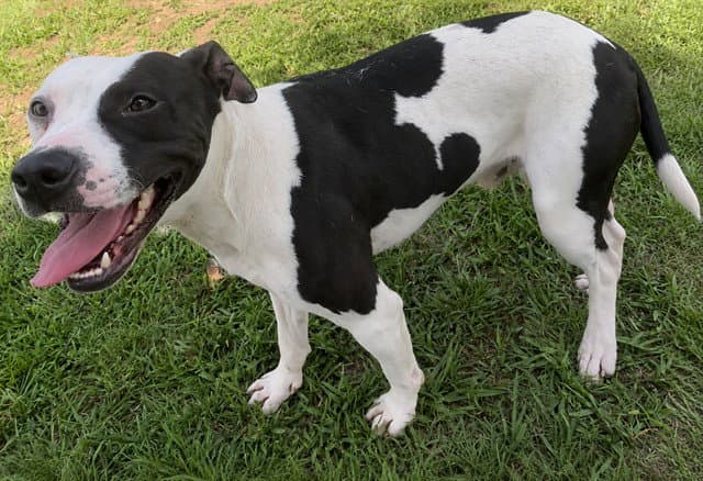 Percy - Pit Bull Terrier