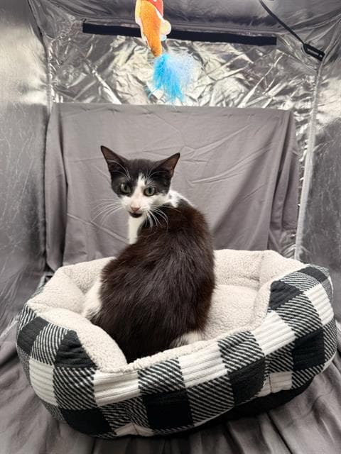 Lucie - Domestic Short Hair