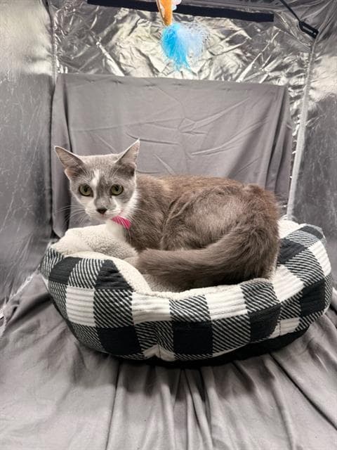Mazey - Domestic Short Hair
