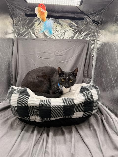 Ned - Domestic Short Hair