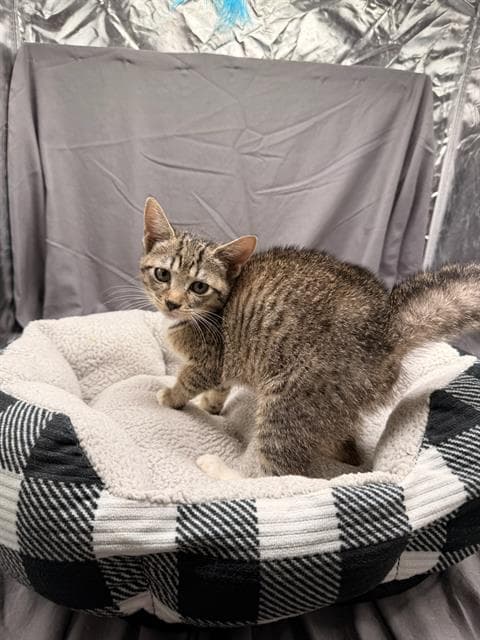 Sriracha - Domestic Short Hair