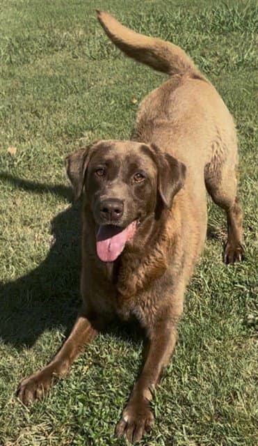 Marge - Labrador Retriever
