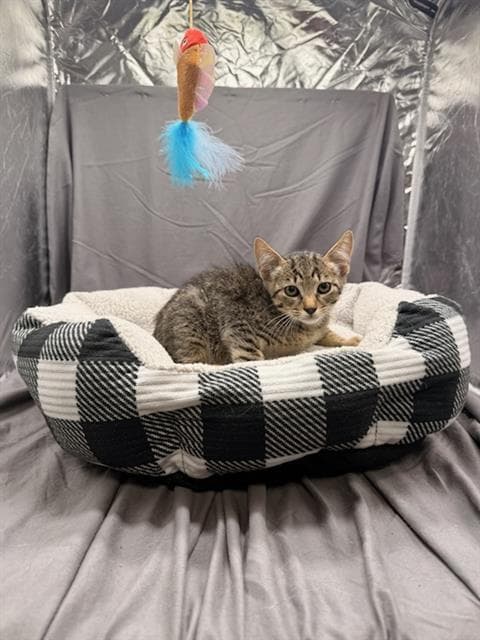Theodore - Domestic Short Hair