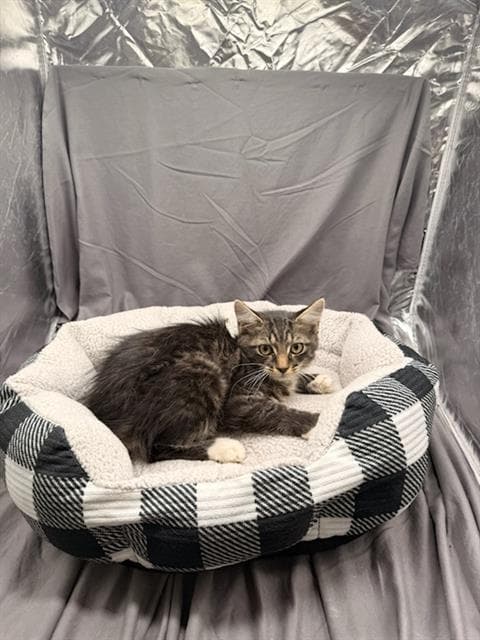 Diego - Domestic Medium Hair