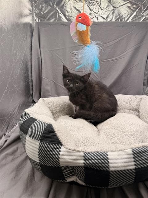 Dora - Domestic Short Hair
