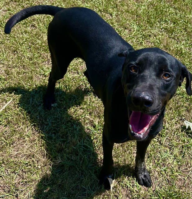 Coca Cola - Labrador Retriever