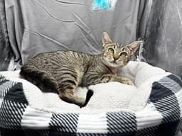 Trixie image 1