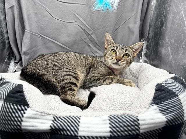 Trixie - Domestic Short Hair