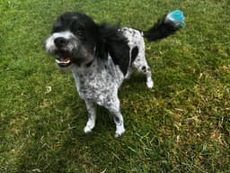 Sylvester image 1