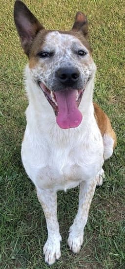 Maggie image 1