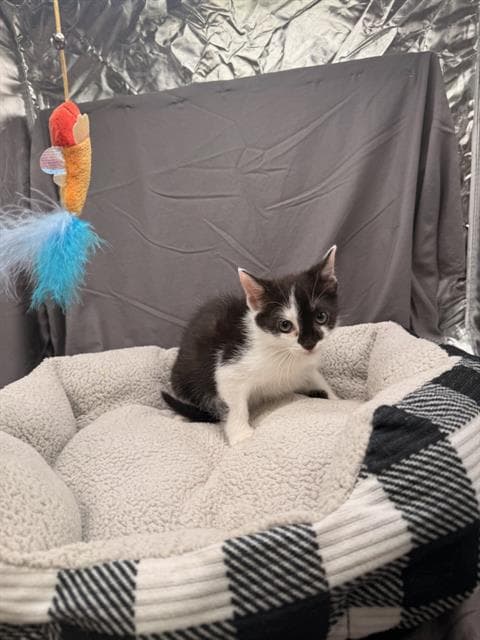 Blossom - Domestic Short Hair