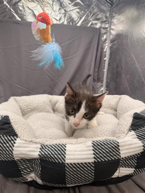Bubbles - Domestic Short Hair