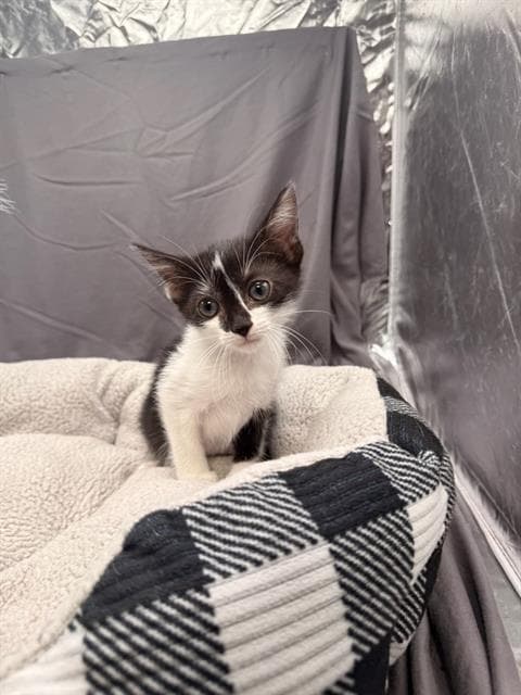 Buttercup - Domestic Short Hair