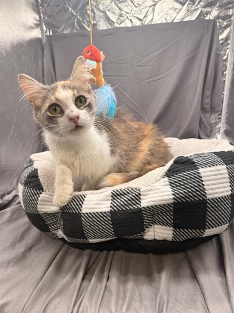 Yara - Domestic Medium Hair
