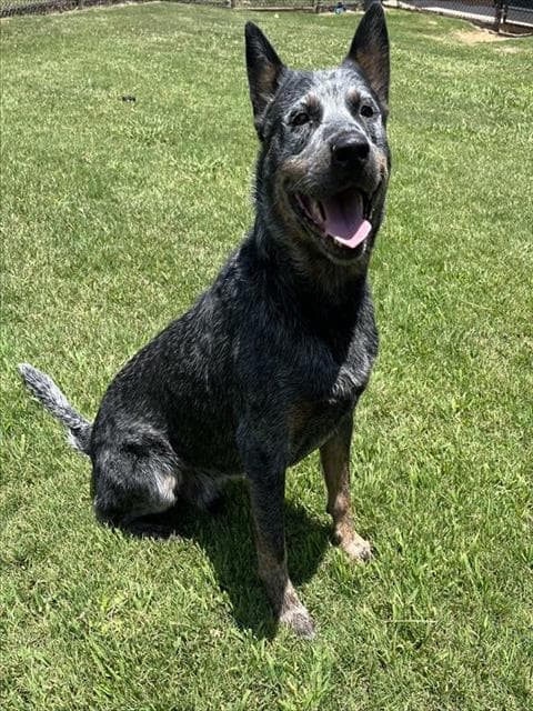 Ash - Australian Cattle Dog/Blue Heeler