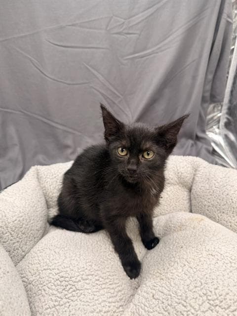 Scar - Domestic Short Hair