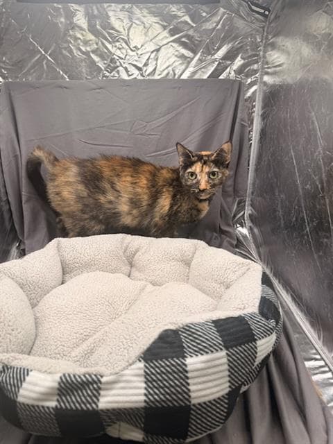 Muriel - Domestic Short Hair