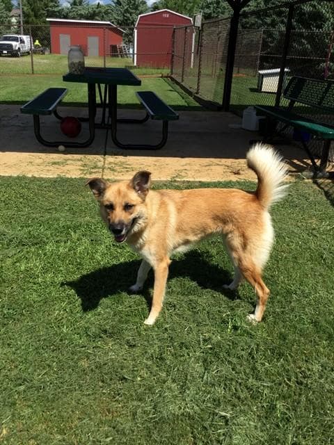 Reba - German Shepherd Dog