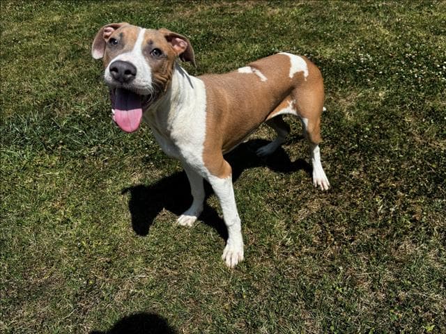 Rooster - American Staffordshire Terrier