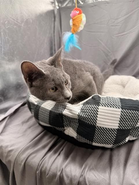 Stack - Domestic Short Hair