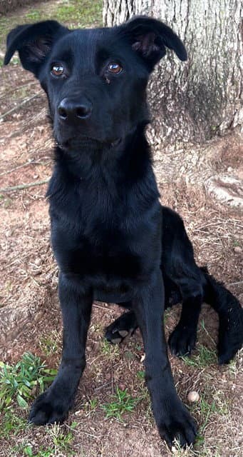 Harvey - Labrador Retriever