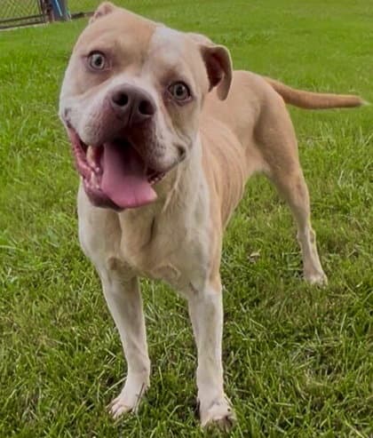Stewart - Pit Bull Terrier