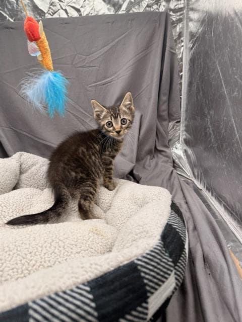 Buzz - Domestic Short Hair