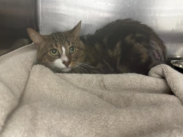 Turtle - Domestic Short Hair
