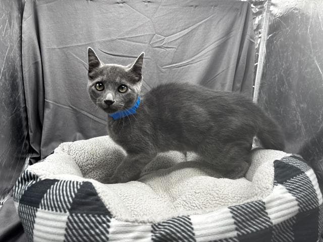 Peter - Domestic Short Hair