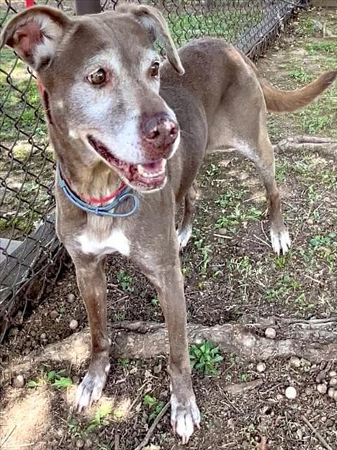 Izzy - Labrador Retriever