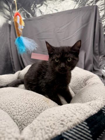 Frosty - Domestic Short Hair