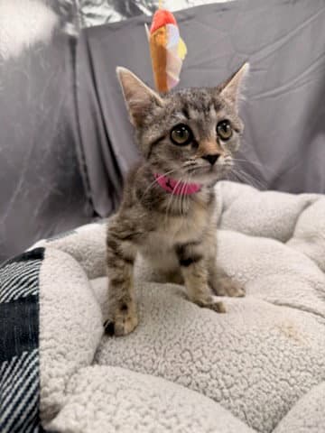 Flurry - Domestic Short Hair