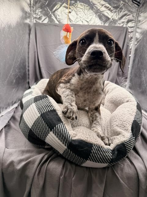 Doc - German Shorthaired Pointer