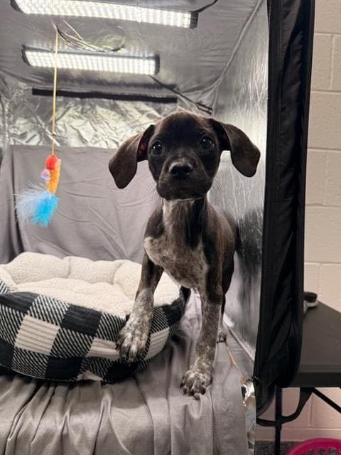 Sally - German Shorthaired Pointer