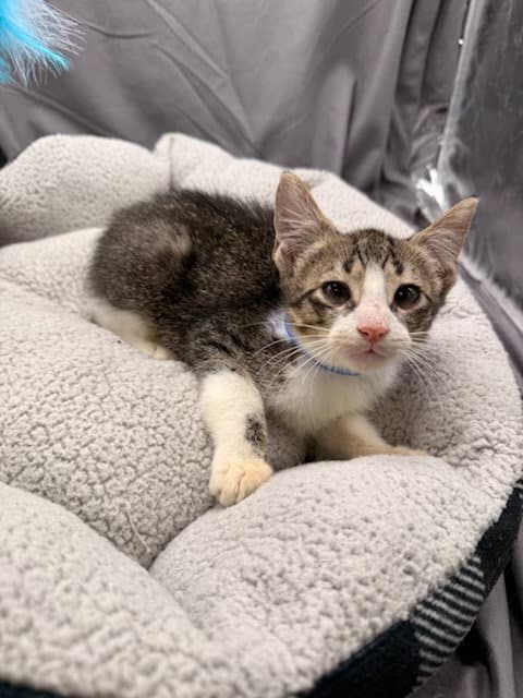 Toast - Domestic Short Hair