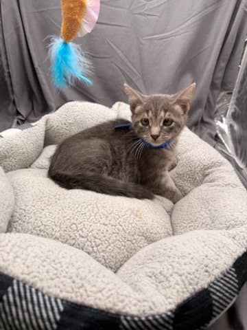Bagel - Domestic Short Hair