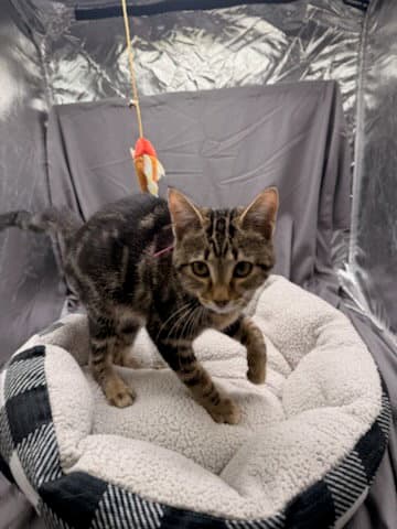 Ash - Domestic Short Hair