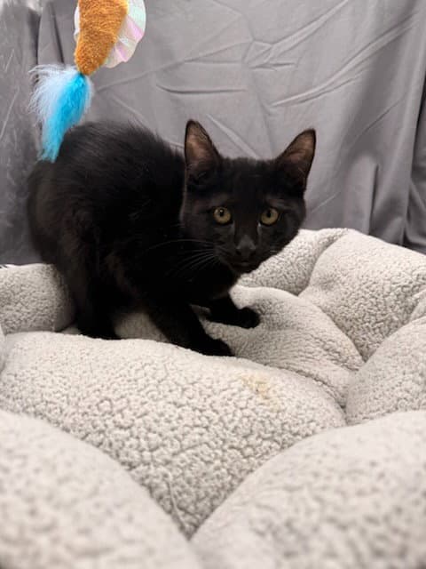 Coal - Domestic Short Hair