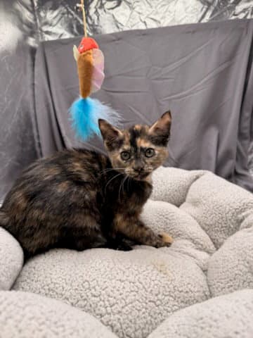 Beatrice - Domestic Short Hair