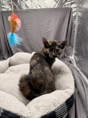 Bernice - Domestic Short Hair