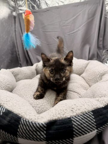 Blanche - Domestic Short Hair