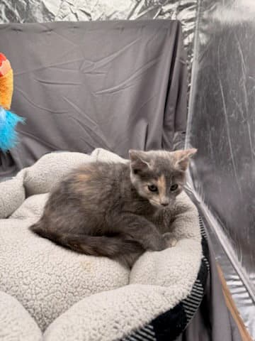 Agnes - Domestic Short Hair