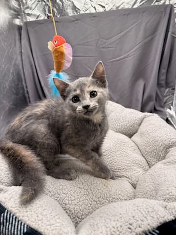 Edna - Domestic Short Hair