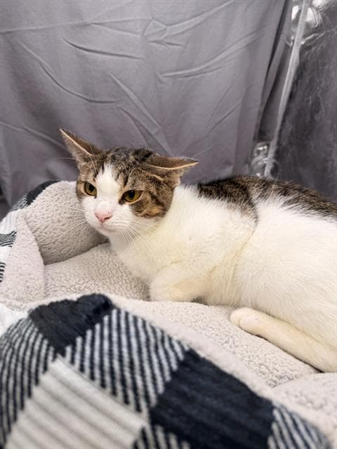 Alf - Domestic Short Hair