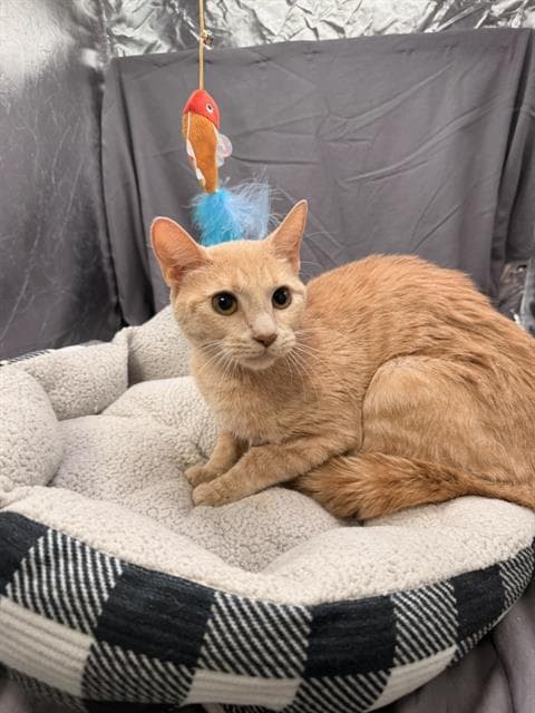 Nadia - Domestic Short Hair