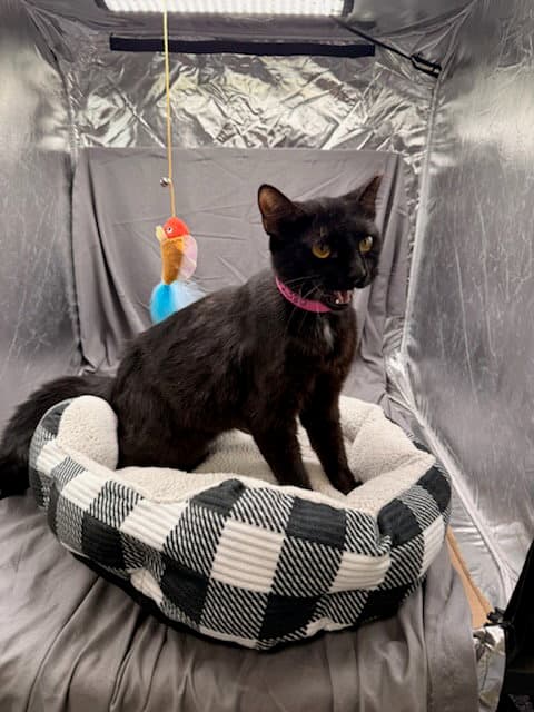 Sugarfoot - Domestic Short Hair