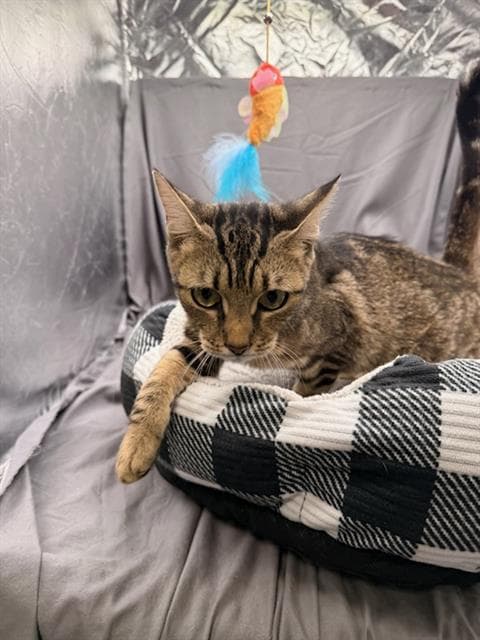 Trixie - Domestic Short Hair